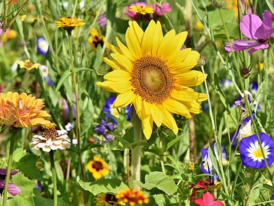 blumenwiese