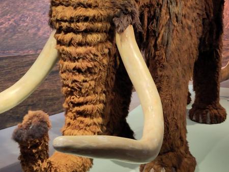 „Eiszeit: Leben vor 17'000 Jahren“