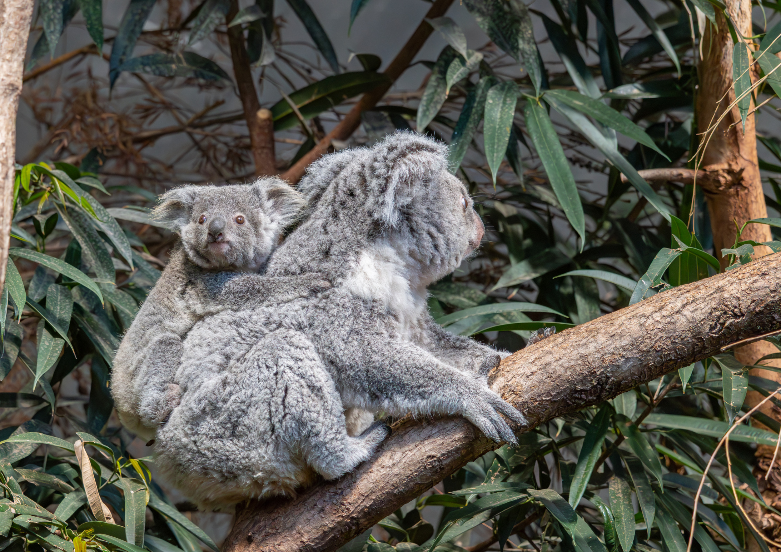 Zoo ZH