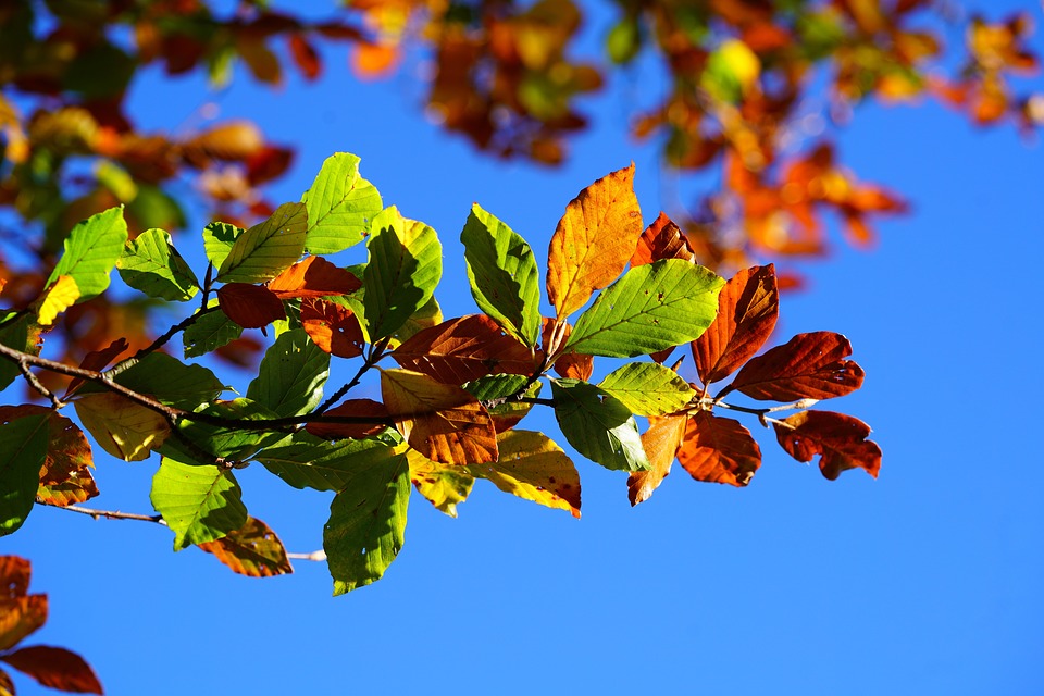 Herbst